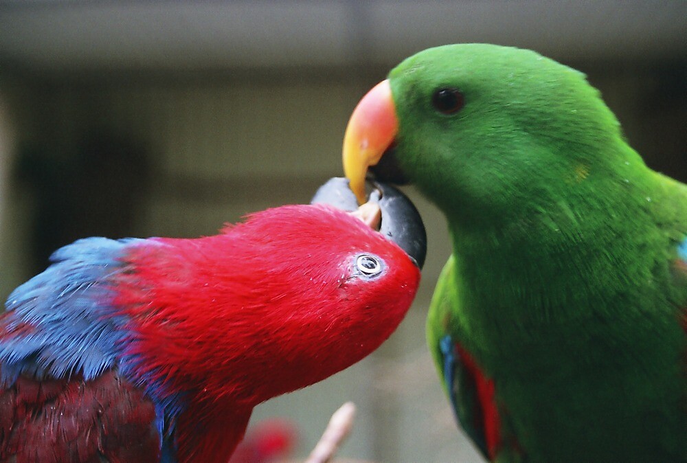 "Male And Female Eclectus Parrots" By Lstuart | Redbubble