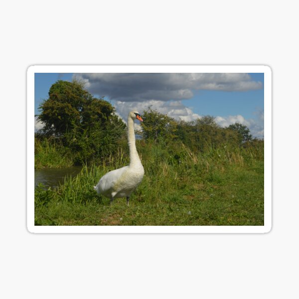Item preview, Proud Swan designed and sold by Narrowboatgirl.