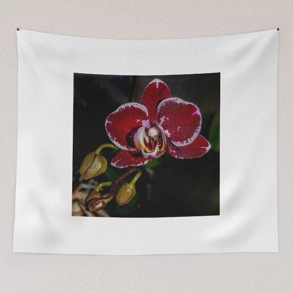 Item preview, Orchid in Window designed and sold by Bryan Spellman.