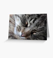 A sleeping Norway Forest Cat. Greeting Card