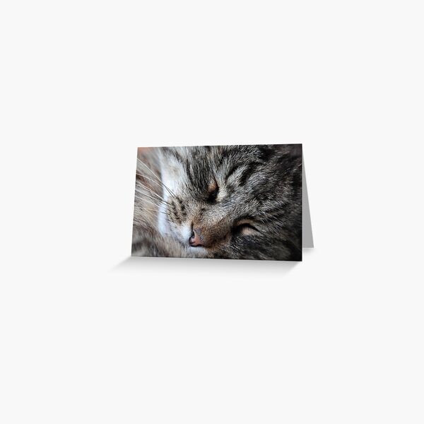 A sleeping Norway Forest Cat. Greeting Card