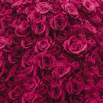 Artwork thumbnail, Pink Roses by Leah Flores