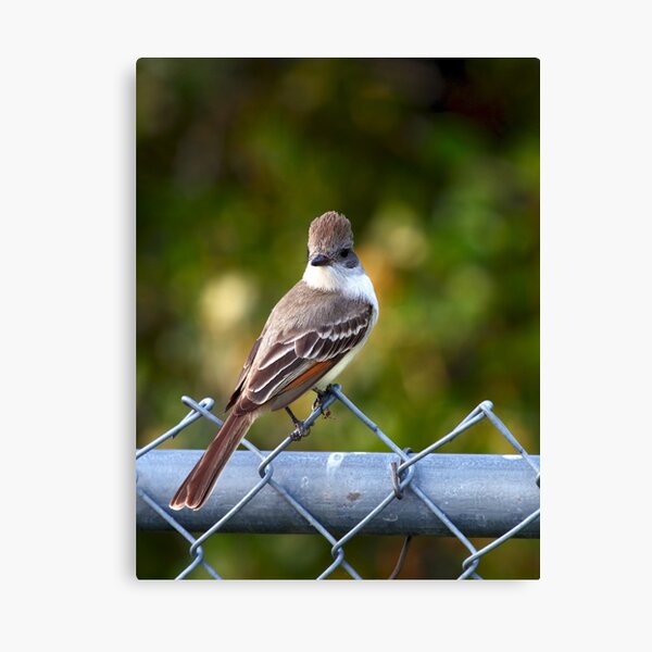Ash-throated Flycatcher Canvas Print