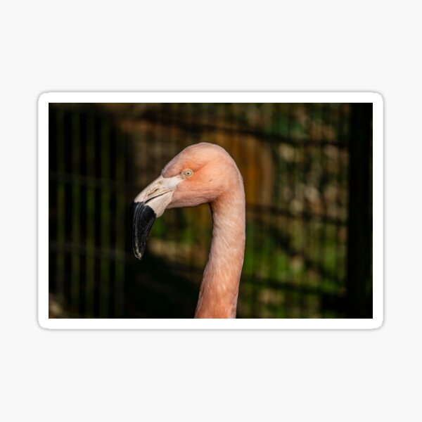 Flamingo Skin Stickers Redbubble - roblox 2004 flamingo