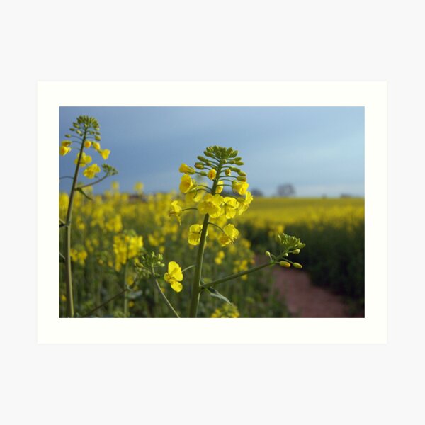 Oil seed rape flowers Art Print
