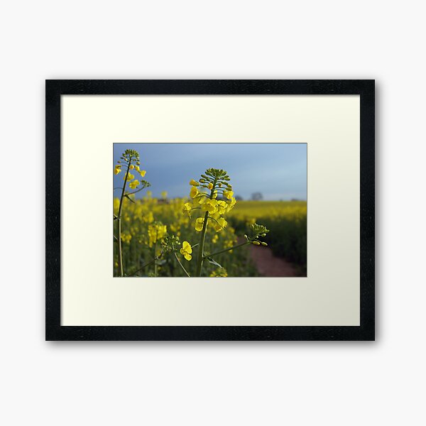 Oil seed rape flowers Framed Art Print