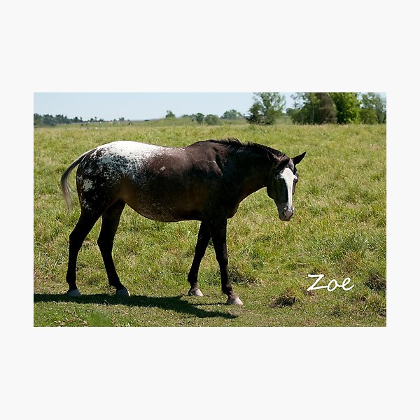 Zoe - NNEP Ottawa, ON Photographic Print