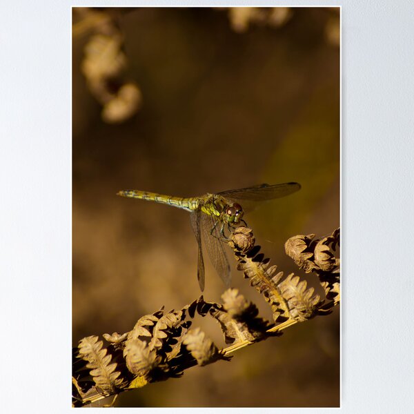 Item preview, Dragonfly Hatfield Autumn 2009 designed and sold by Hardabit.