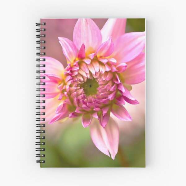 Item preview, Dahlia 'Ferncliff Pink Pasha' designed and sold by Dency Kane.