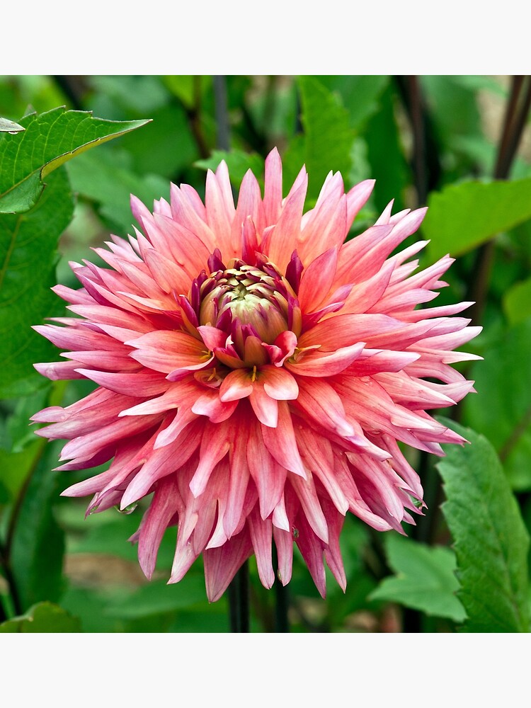 &ldquo;Dahlia &lsquo;Sonic Boom&rsquo;&rdquo; Poster for Sale by DencyKane | Redbubble