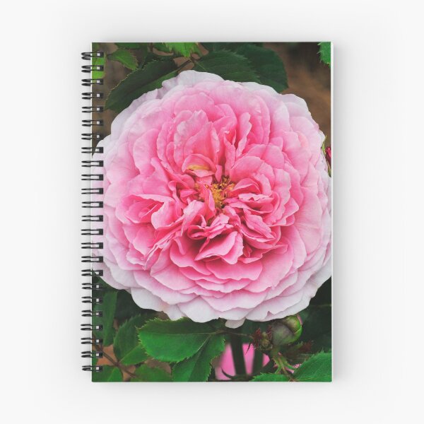 Item preview, David Austin Shrub Rose 'Princess Alexandra of Kent' designed and sold by Dency Kane.