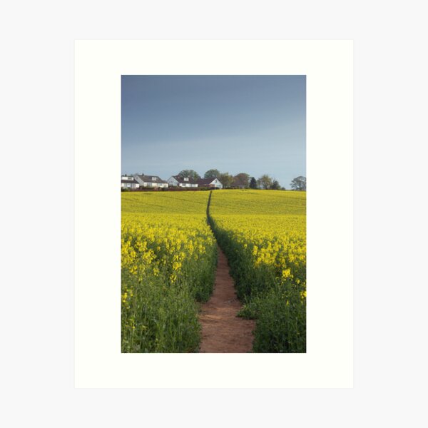 Brassica napus path Art Print