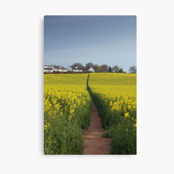 Brassica napus path Canvas Print