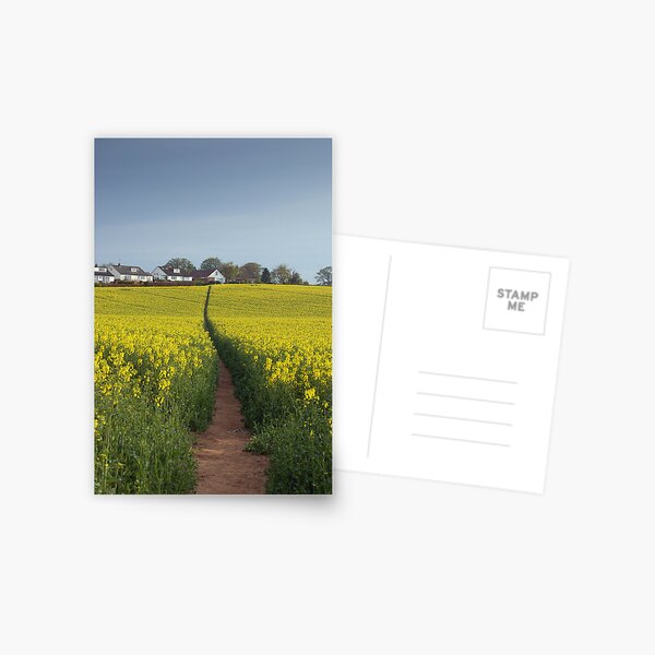 Brassica napus path Postcard