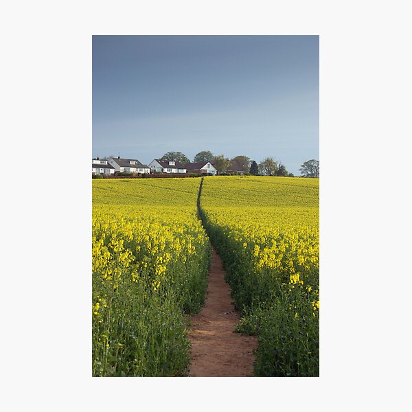 Brassica napus path Photographic Print