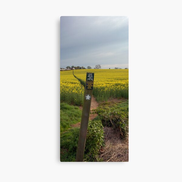 Drassica napus dog walk Canvas Print