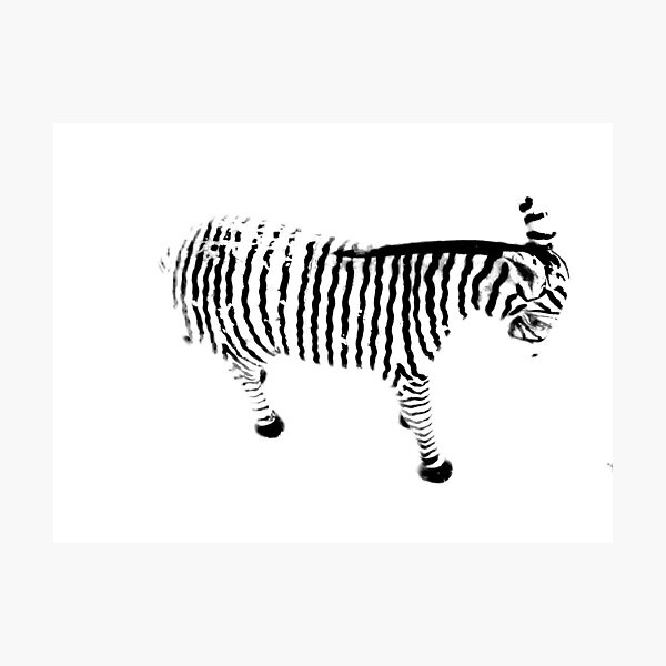 ZEBRA Photographic Print