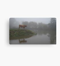 Lonely bull Canvas Print