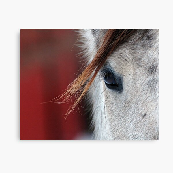 Horse Portraits #1 Canvas Print