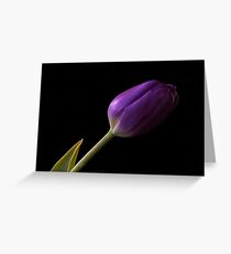 Tulip in purple Greeting Card