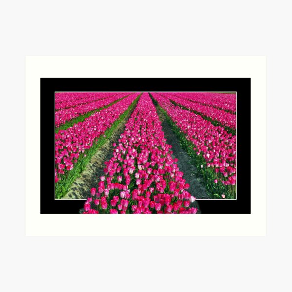 Tulips of Schouwen Art Print