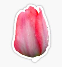 Tulip: Stickers | Redbubble