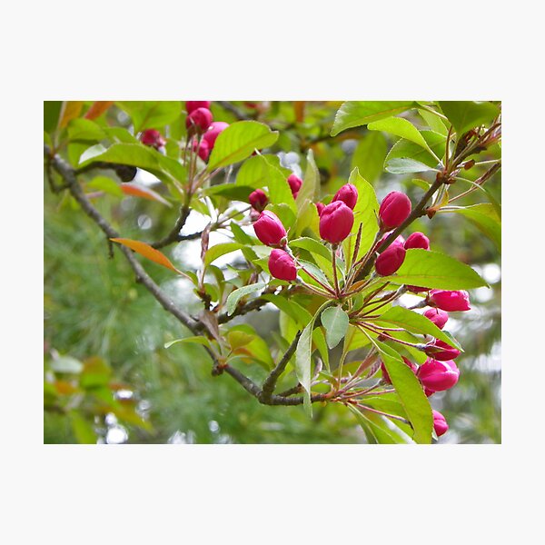 Artikelvorschau, Crabapple Buds entworfen und verkauft von MaryinMaine.