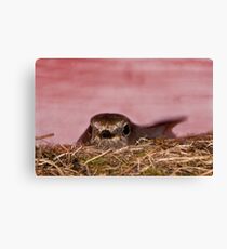 Mother bird nesting over the tool shed Canvas Print