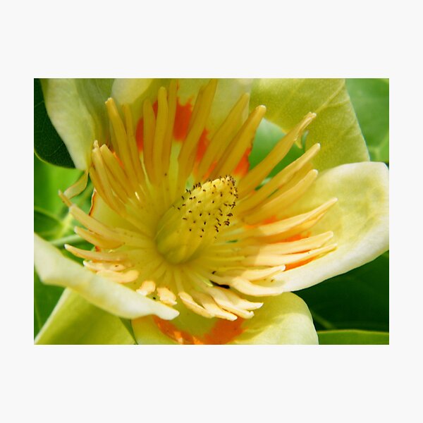 Item preview, Yellow Poplar (Liriodendron tulipfera) designed and sold by BShirey.