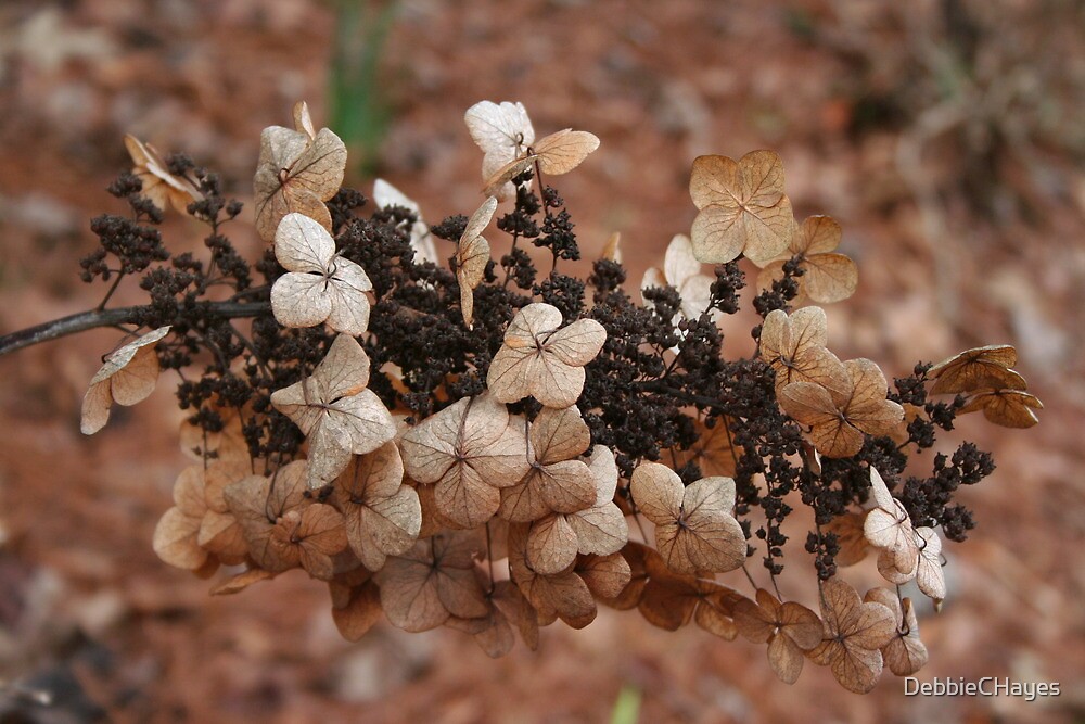 "Wild Hydrangea With Dead Flowers" by DebbieCHayes Redbubble
