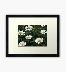 Daisy Patch Framed Print