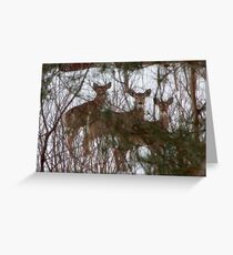 White Tailed Deer Greeting Card