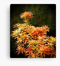 shrubs Canvas Print