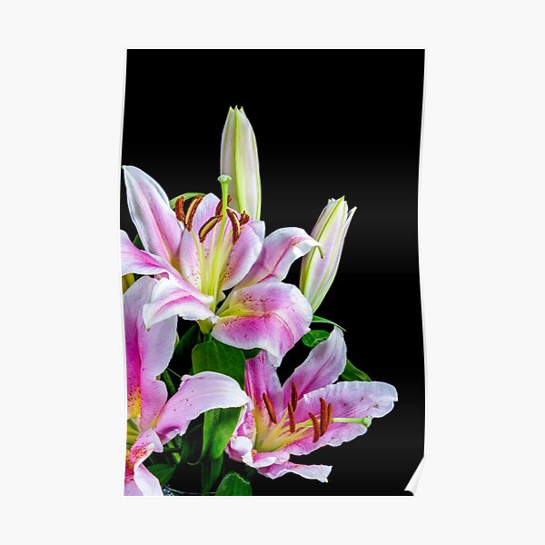 Stargazer Lilies Poster