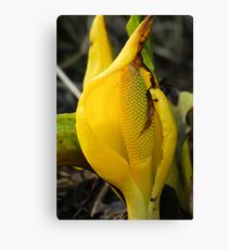 Skunk weed Canvas Print