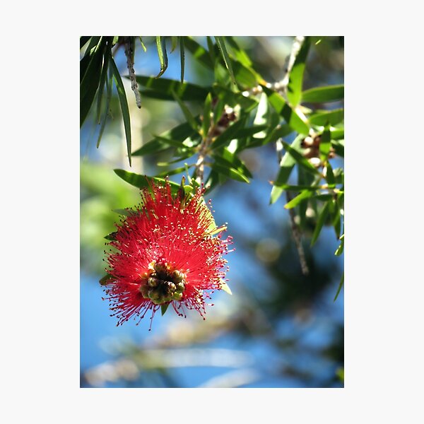 Artikelvorschau, New Bottlebrush Flower entworfen und verkauft von Cindy Hitch.