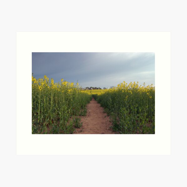 Down with the oilseed Art Print