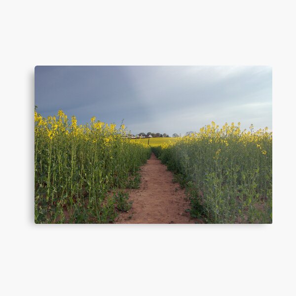 Down with the oilseed Metal Print