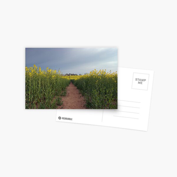 Down with the oilseed Postcard