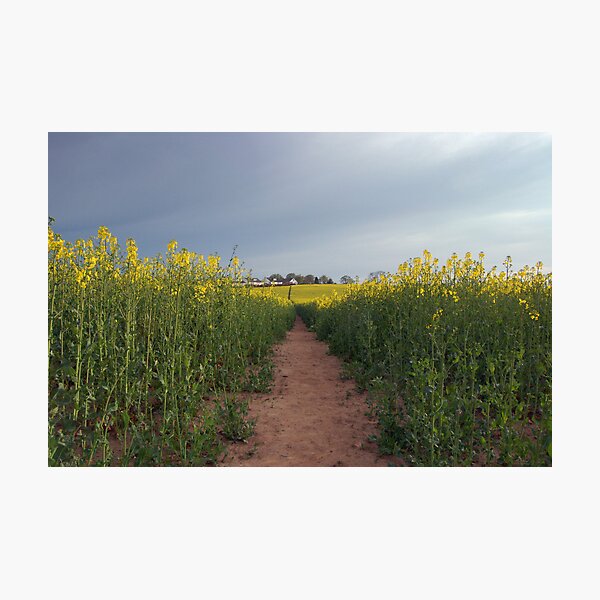 Down with the oilseed Photographic Print