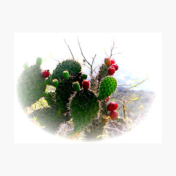 Item preview, Ecuador Badlands Cacti designed and sold by ABPhotoArt.