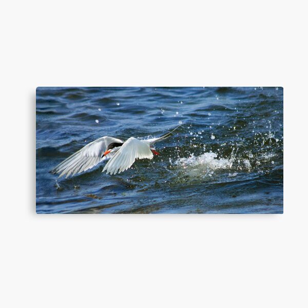 Missed Canvas Print