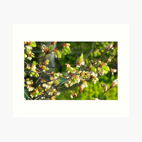 Spring Leaves Art Print