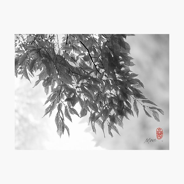 Photographic Print