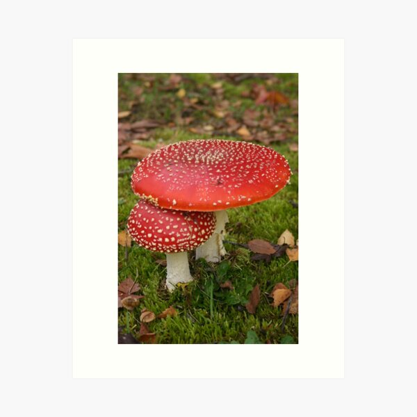 Item preview, Mushrooms designed and sold by Lauren Haasnoot.