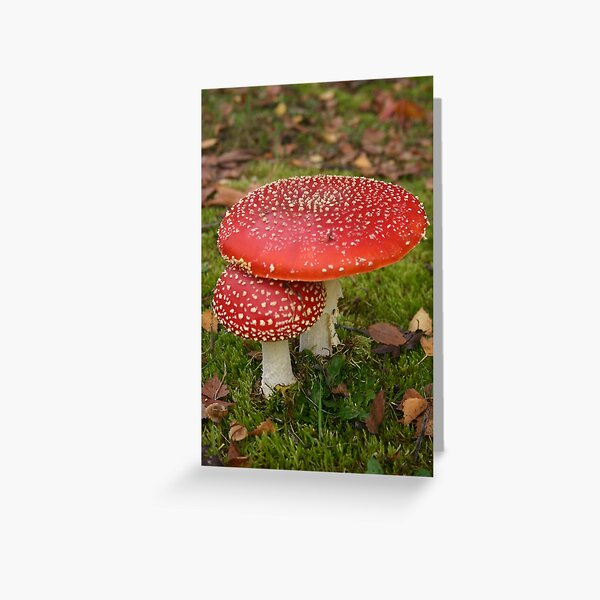 Item preview, Mushrooms designed and sold by Lauren Haasnoot.