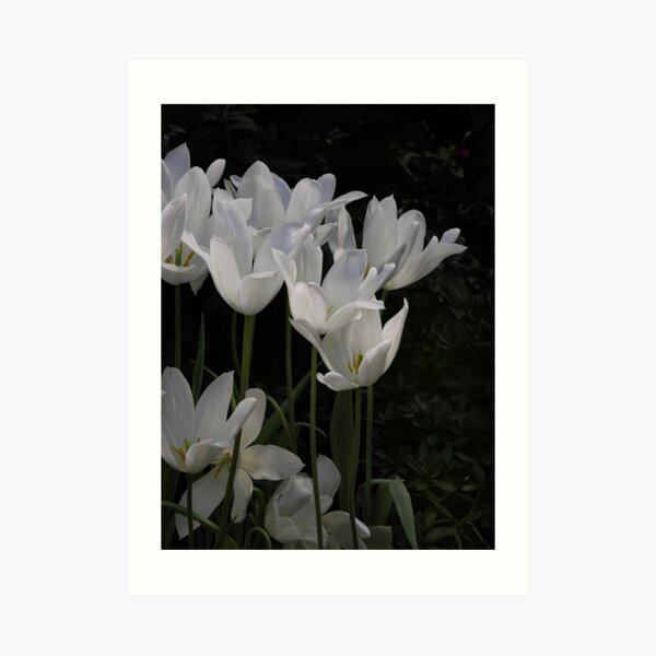 Luminaries Art Print