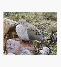 fluffy dove Photographic Print