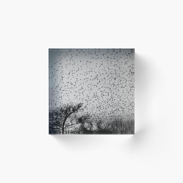 Item preview, starling murmuration in b/w designed and sold by distracted.