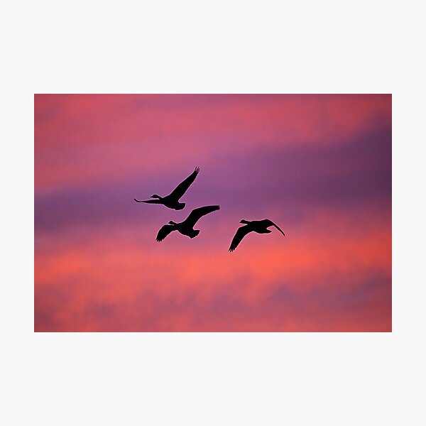 Home to Roost Photographic Print